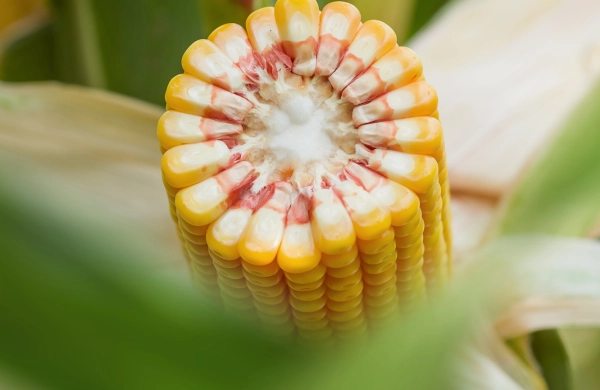 Kukurydza na ziarno - promowane odmiany