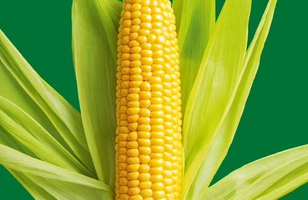 IV Narodowy Dzień Kukurydzy
